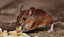 24 Hour & Emergency Exterminators in Challis, ID